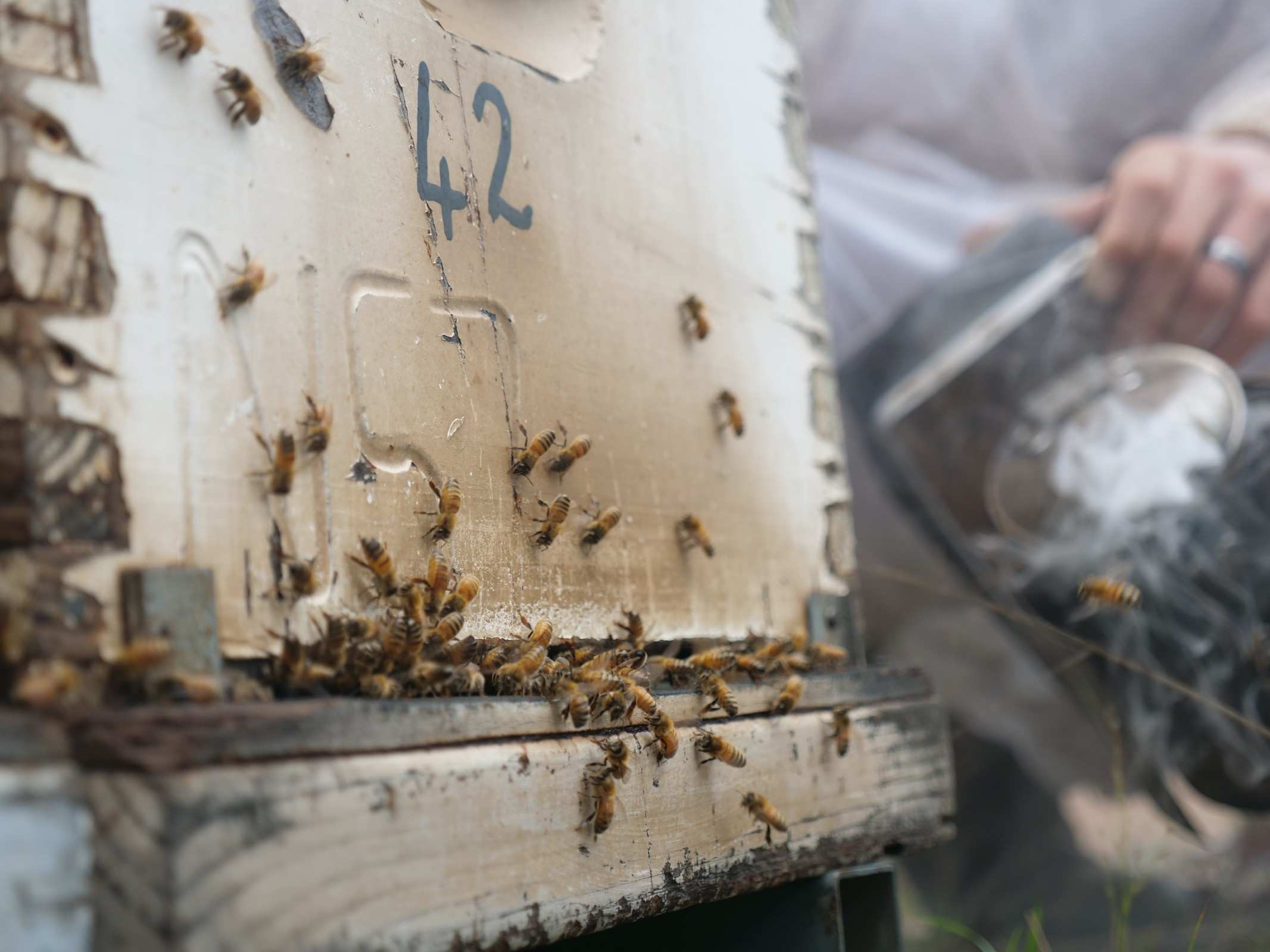 Close up of bees hanging around a hive