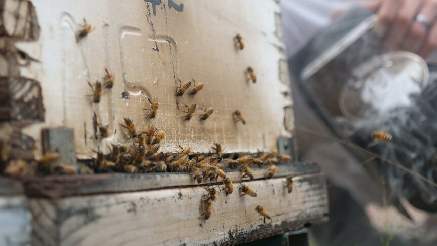 Close up of bees hanging around a hive at a Pemberton operation in WA's South West
