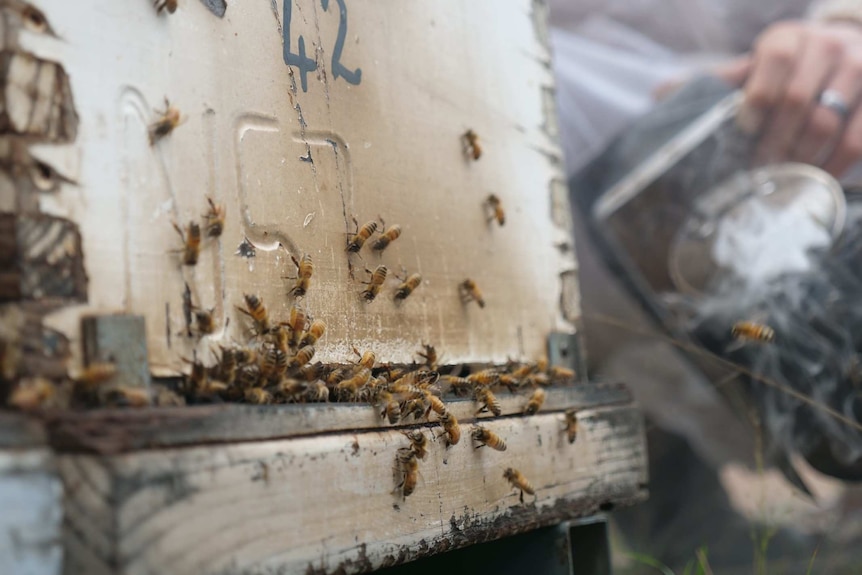 Close up of bees hanging around a hive