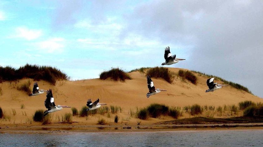 Worries for the health of the Coorong and lower Murray