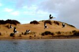 There are dire forecasts for the environmental health of the Coorong region near the Murray mouth.