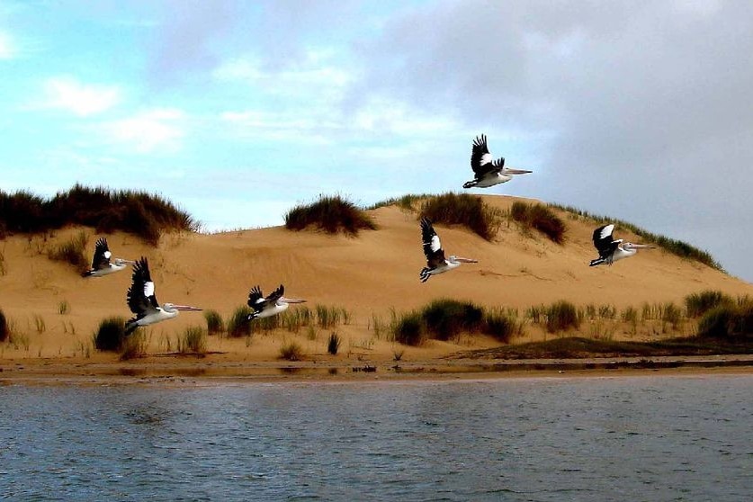 Pelicans flying with dunes in the background.