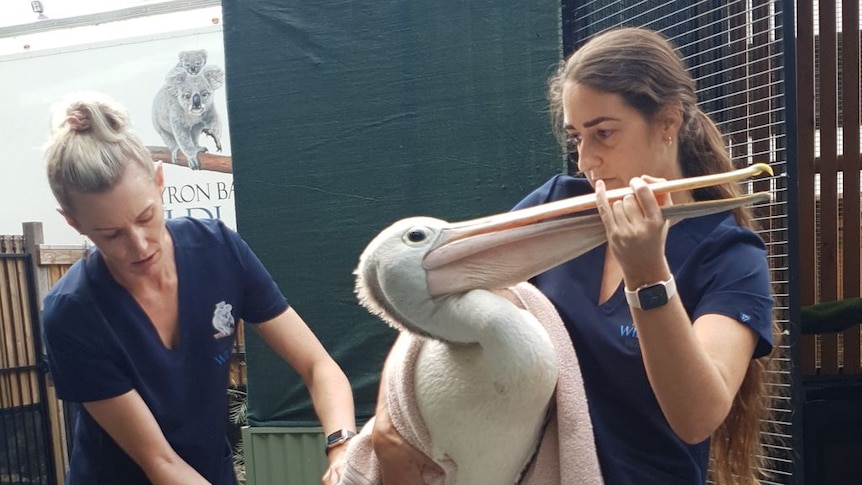 Vetinary worker holds pelican's bill closed while another attends to it.