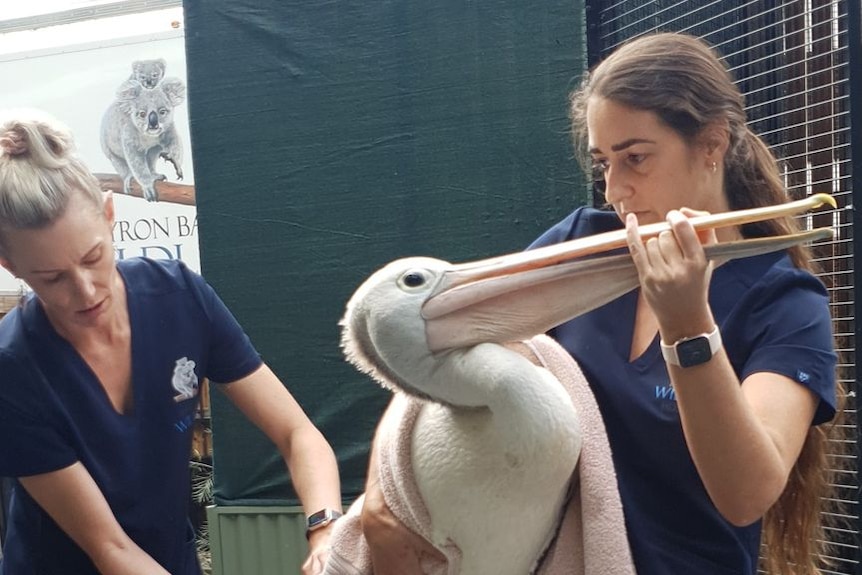 Vetinary worker holds pelican's bill closed while another attends to it.