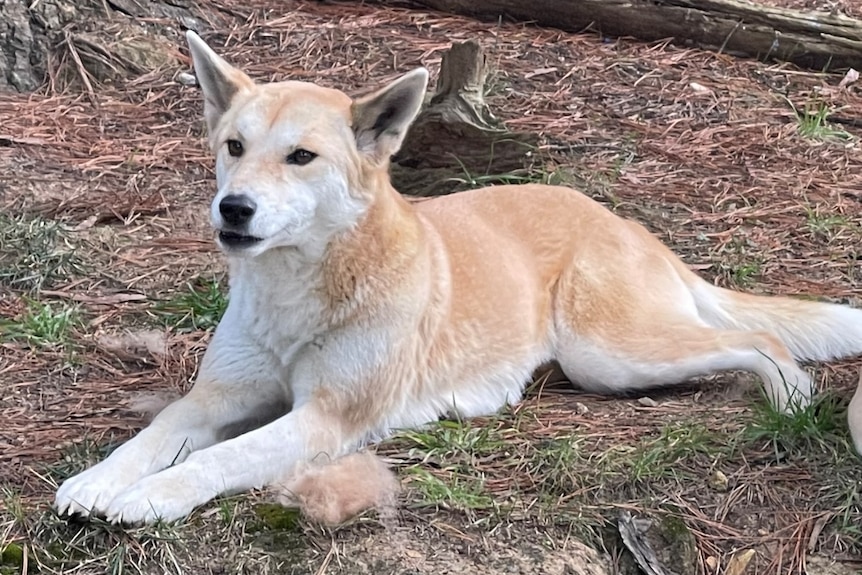 A dingo with white and yellowish fur sits down.