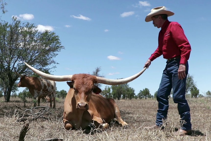 Millie the longest horned cow