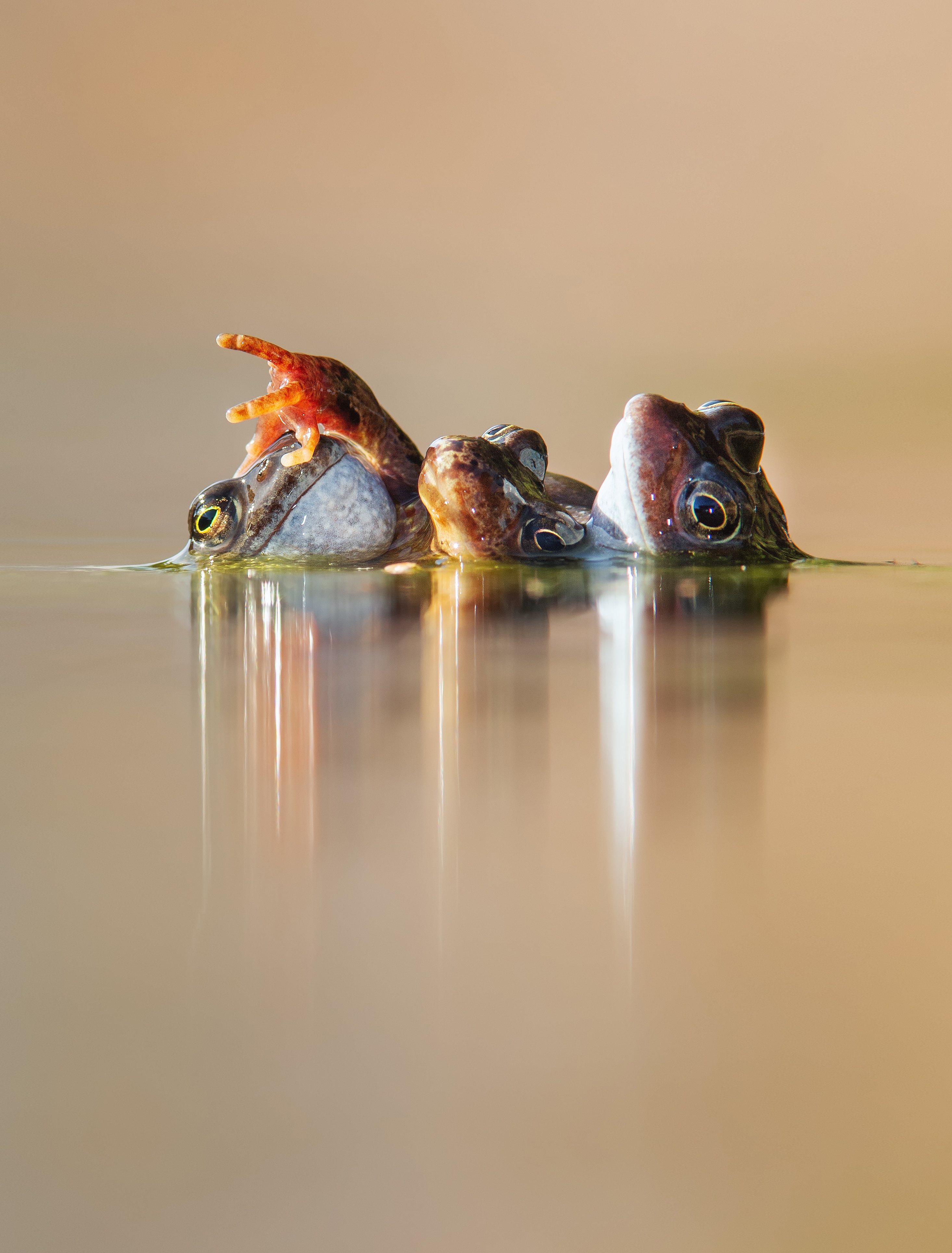 Three frogs floating on the surface of pond water