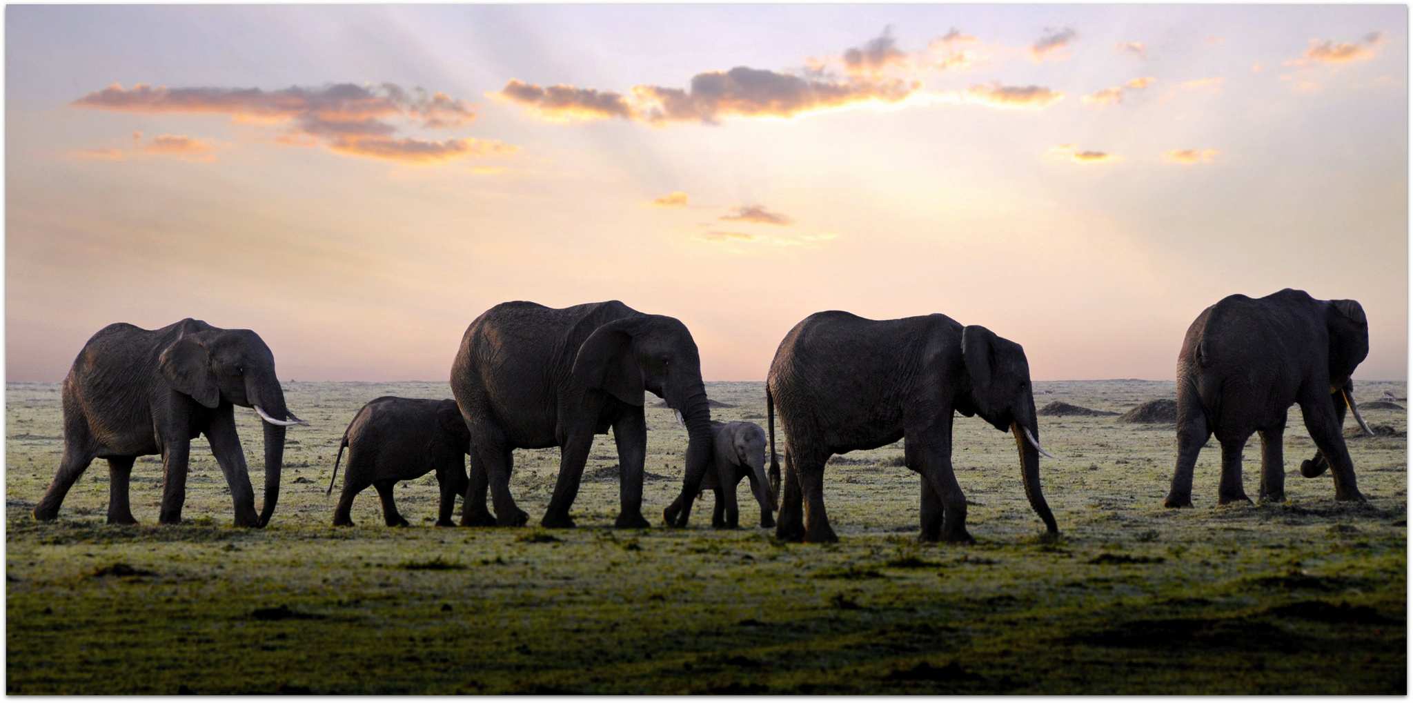 Science and philosophy probe the emotional lives of animals - ABC listen