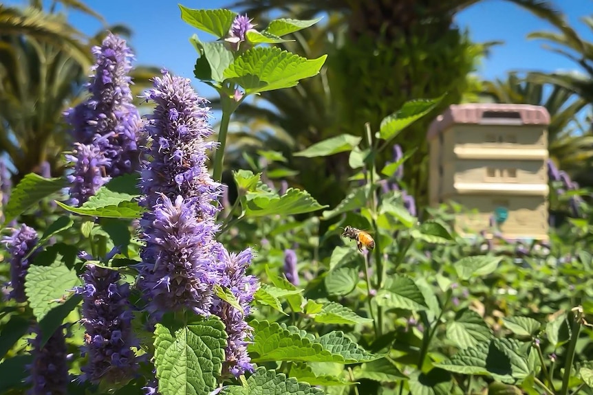 A bee mid-air near lavender with a beehive in background