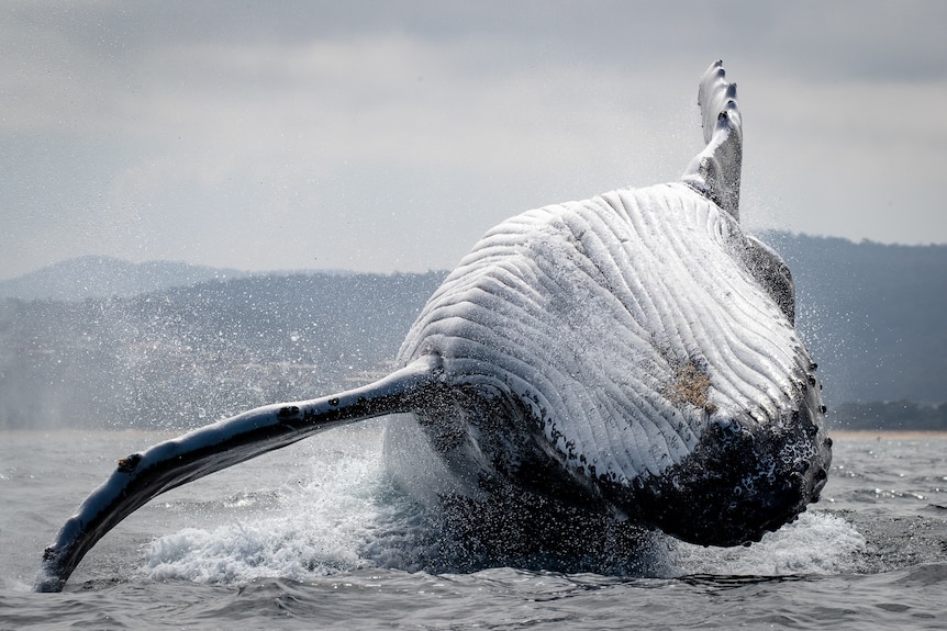 Whale upside down in breach position.