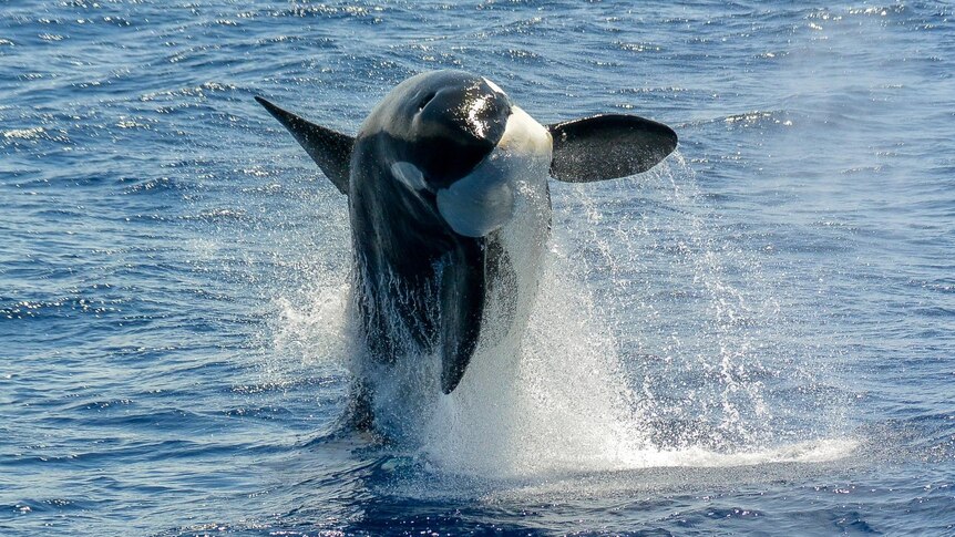 killer whale breaching water towards camera