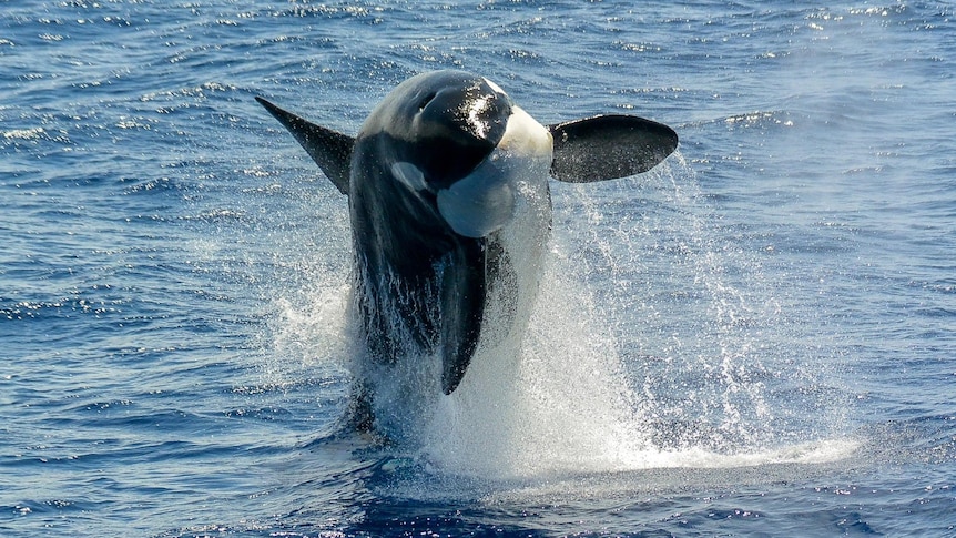 killer whale breaching water towards camera