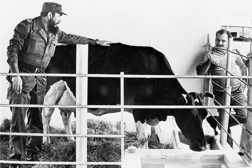 Black and white photo of Cuban President Fidel Castro with cow.