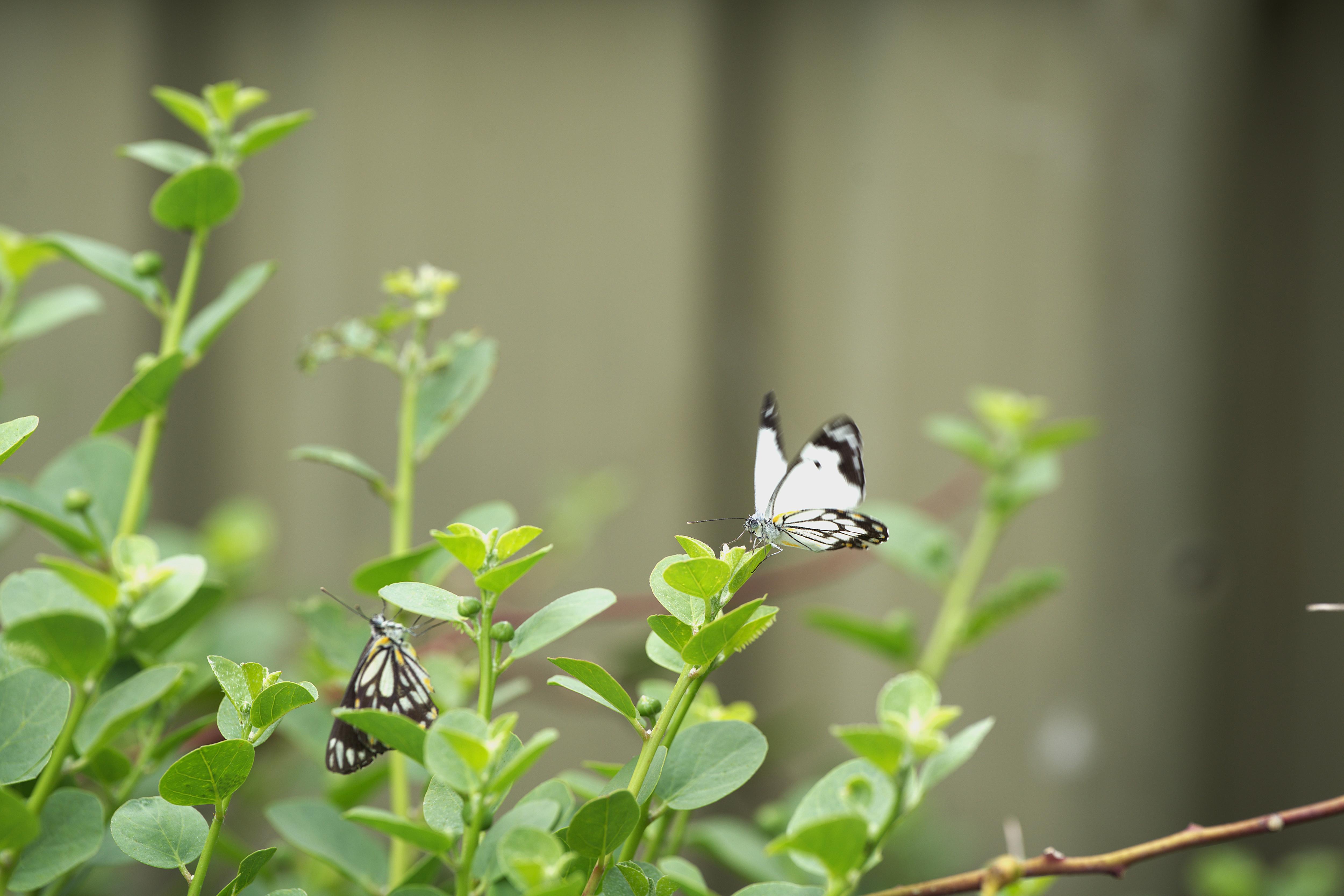 'Extremely fortunate' conditions sees caper white butterflies flock to Adelaide