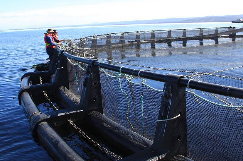 Salmon pen at Tasmanian open water fish farm.