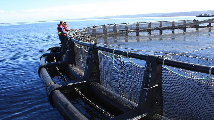 Side view of fish pen in the ocean. 