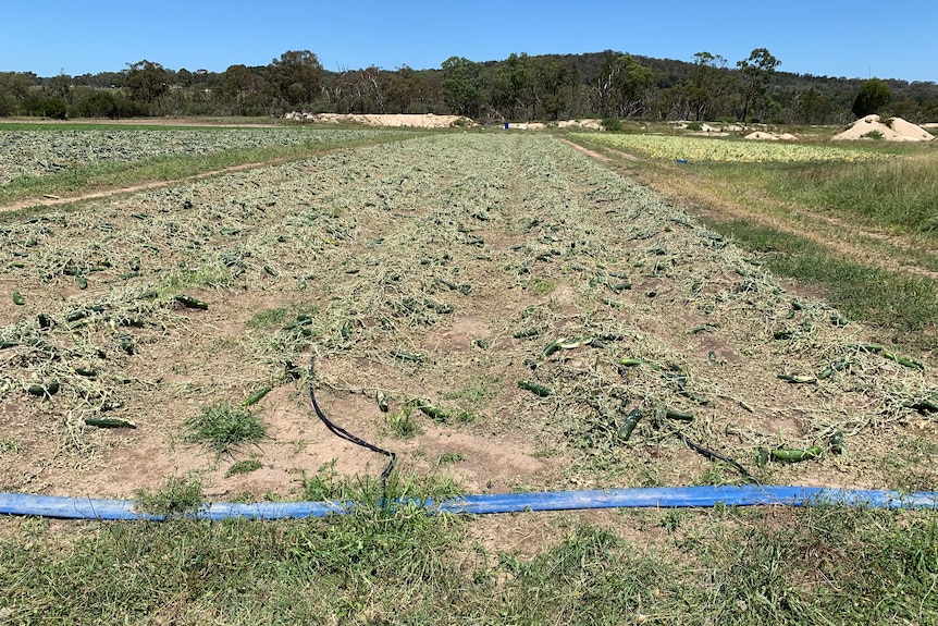 A paddock of cucumbers that have been destroyed by hail