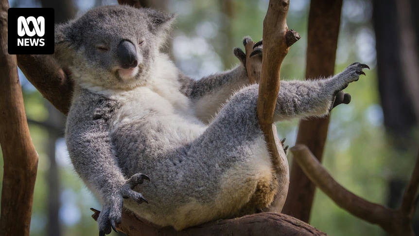 We once killed 600,000 koalas in a year. Now they're Australia's 'teddy  bears'. What changed? - ABC News