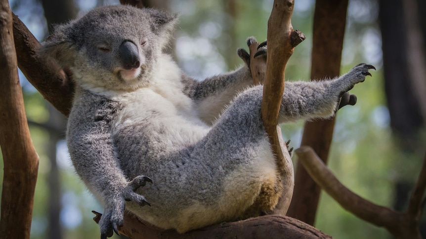 A koala relaxes in the branch of a tree, stretching his claws