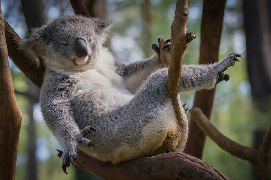 A koala relaxes in the branch of a tree, stretching his claws