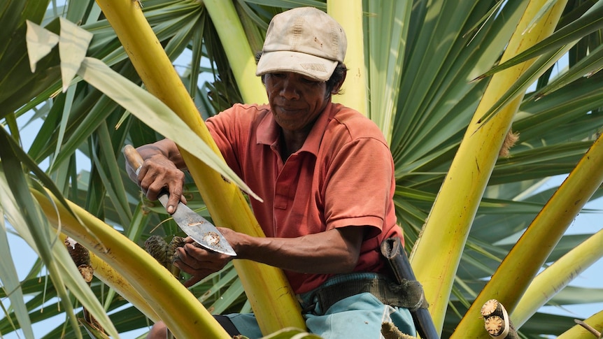 Man collecting sap from a palm tree.
