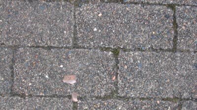 Recycling plan: One day pavers may be able to collect and purify rainwater.