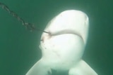 A bull shark hanging from a drum line hook