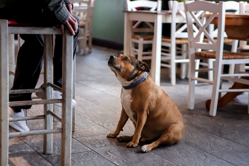 A dog stares up at a man sitting on a high chair inside a pub, with chairs and tables in the background.
