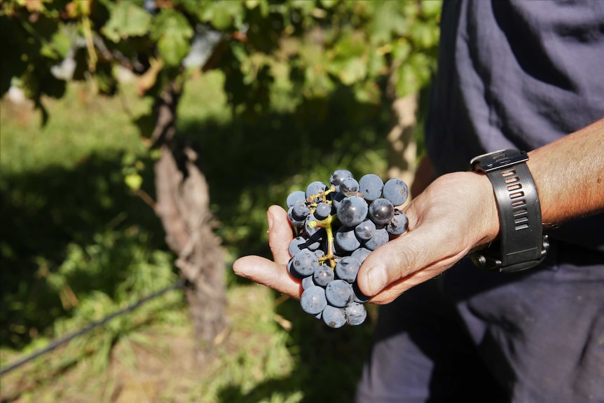 Vigneron holds grapes in hand among vines