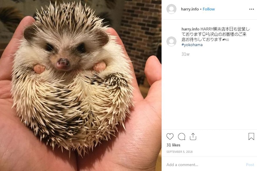 An Instagram post showing a person holding a hedgehog in their palms.