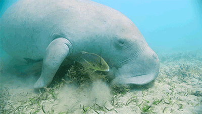 A dugong eating seagrass with a small fish in the foreground.