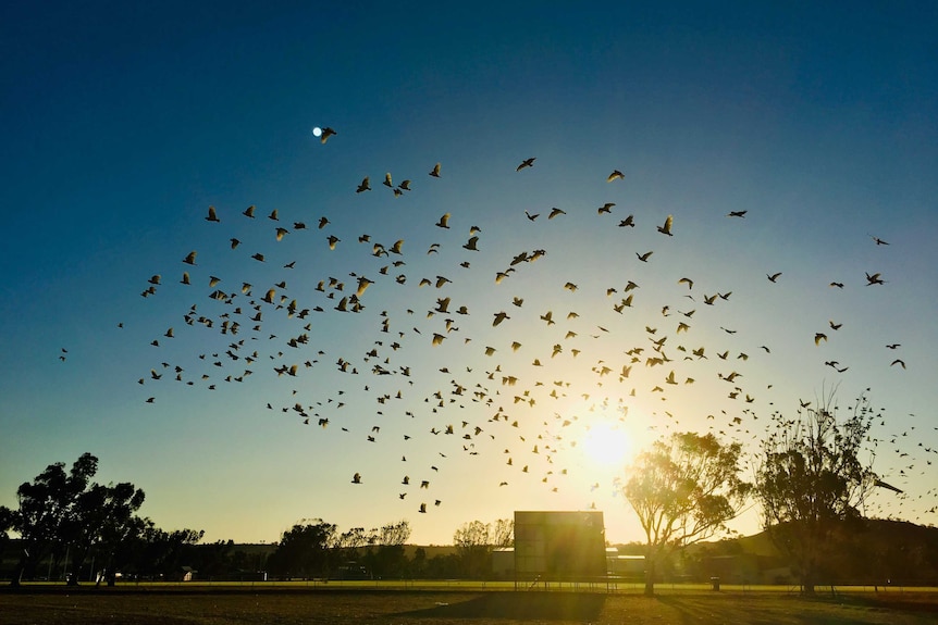 A flock of corellas flying with blue sky behind.