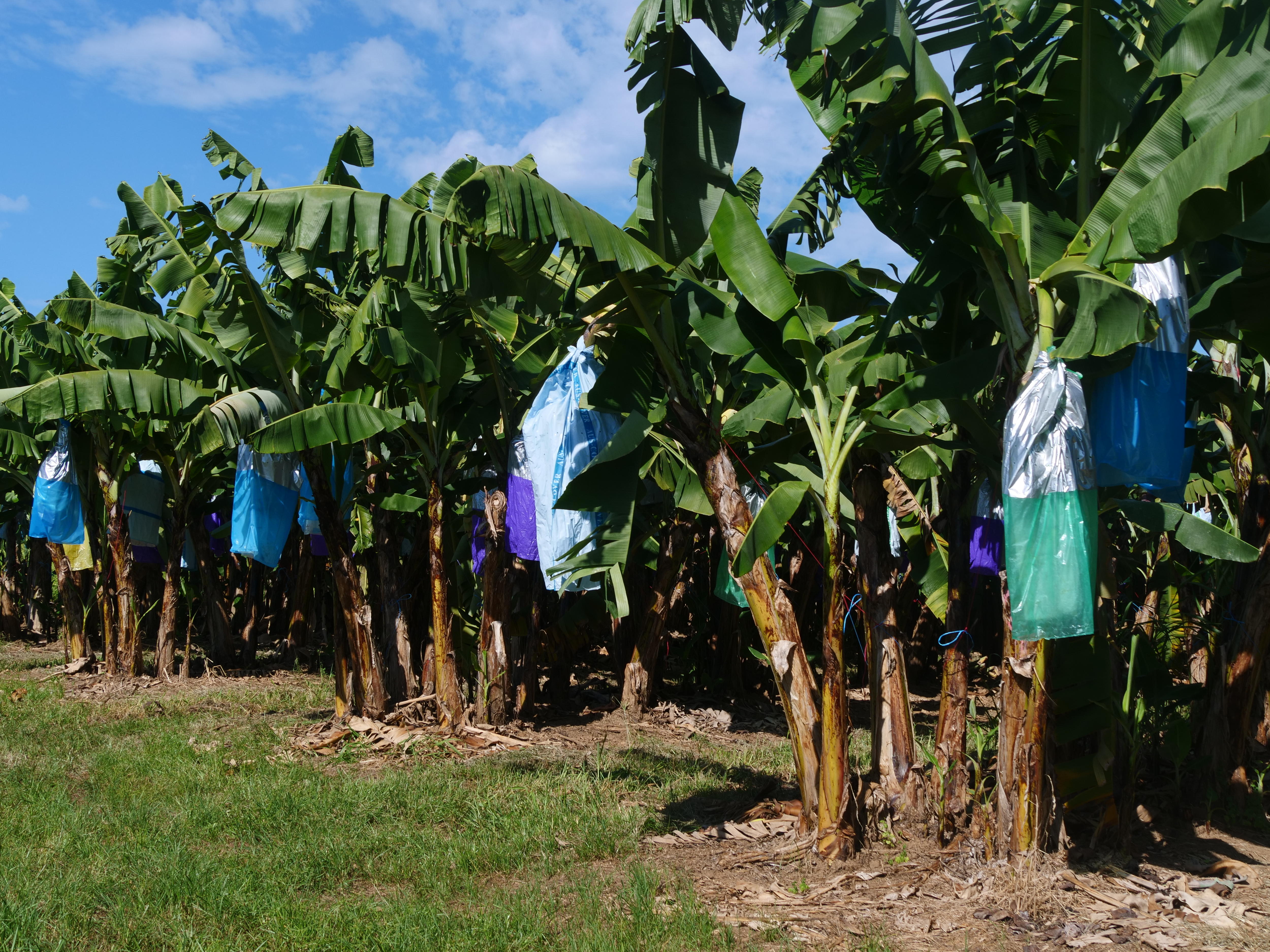Plastic credits scheme targets banana industry waste but recycling