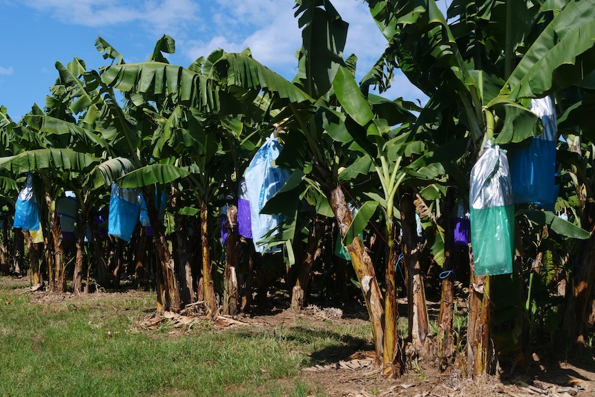 Banana bags