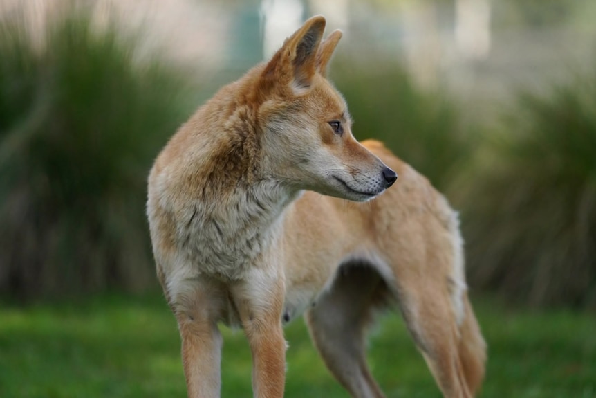 A dingo.