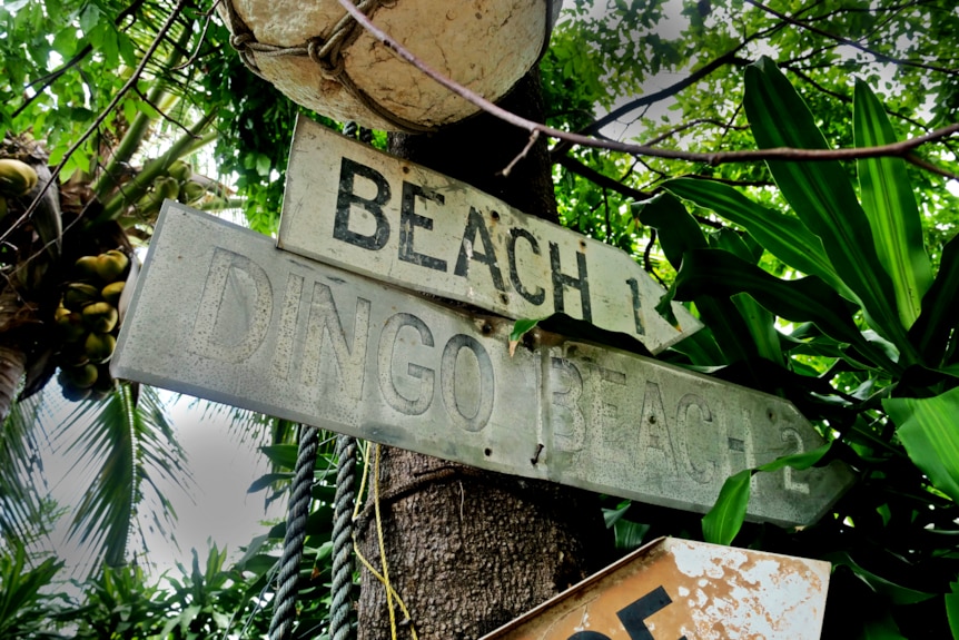 a cannopy of trees, with a dingo beach street sign nailed to one 