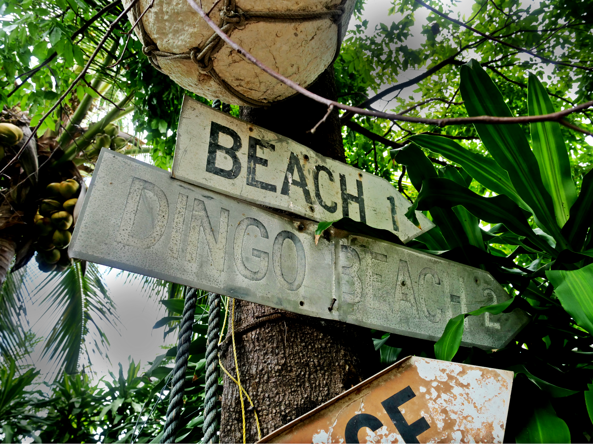 a cannopy of trees, with a dingo beach street sign nailed to one 