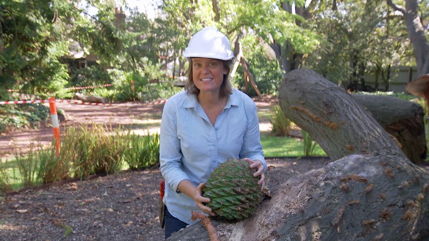 Woman stands amongst felled trees in a hard hat holding a bunya pine cone