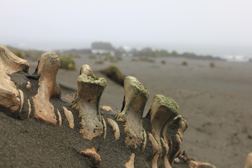 A moss covered bone close to the camera, out of focus in the distant bare cold landscape.