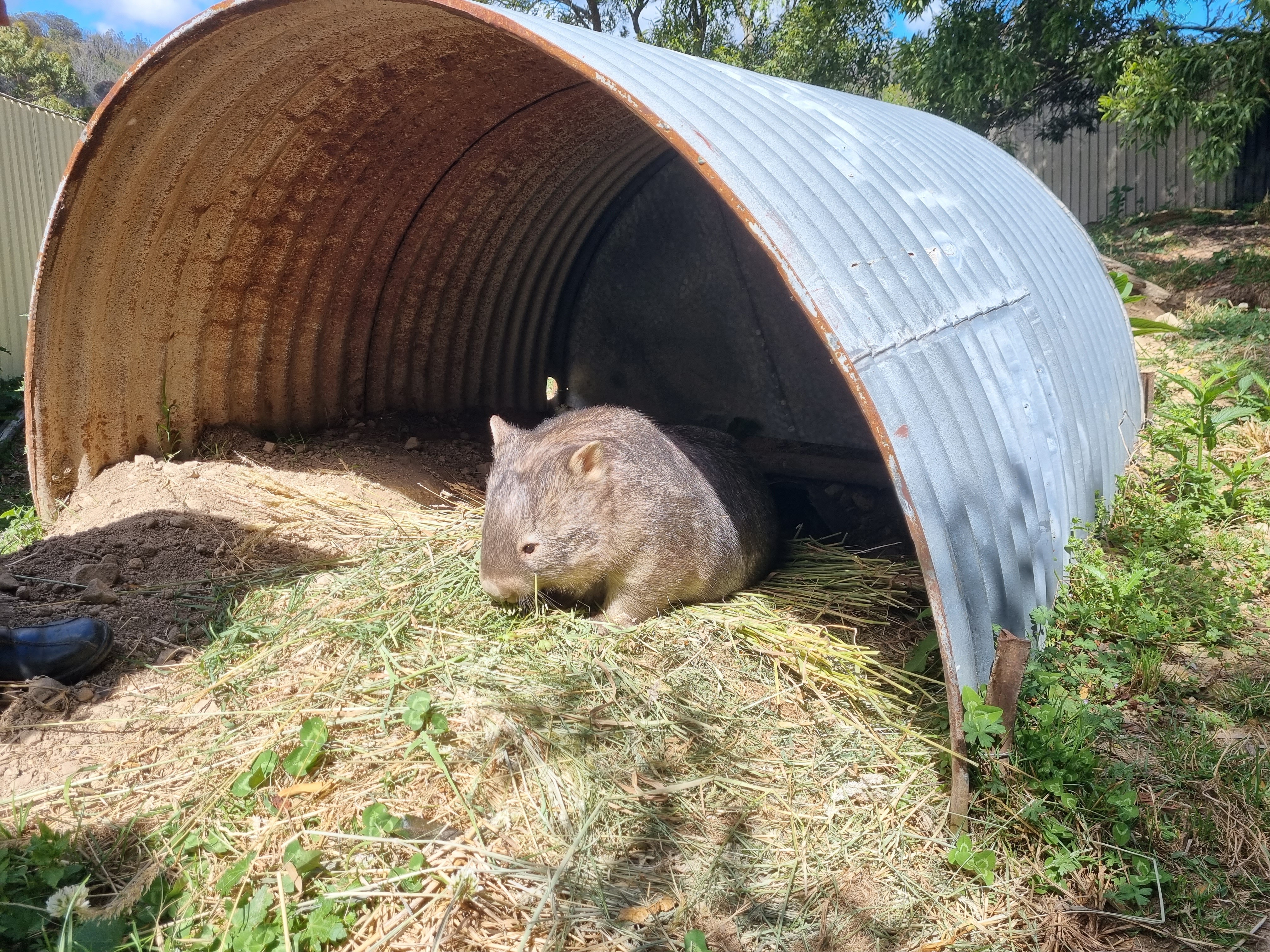 A wombat sitting under a metal barrel