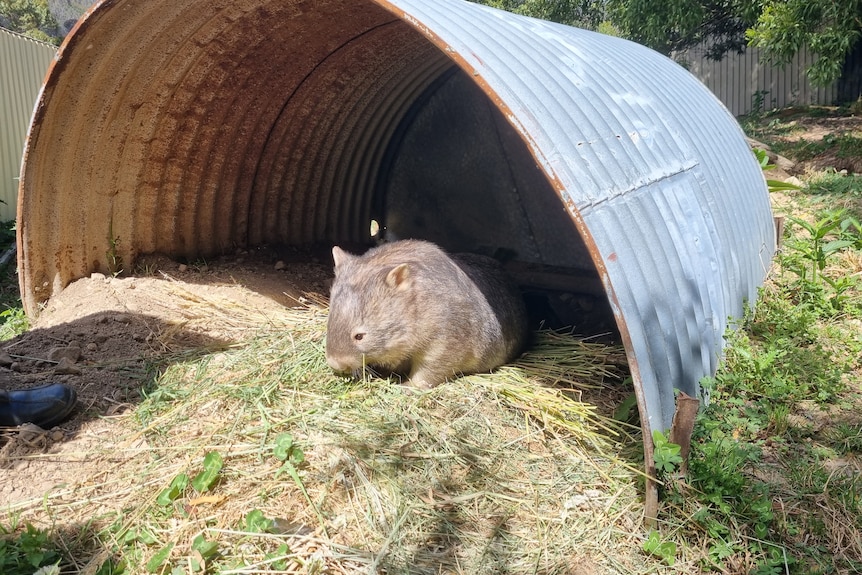 A wombat sitting under a metal barrel 