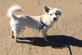 A small white dog on a lead.