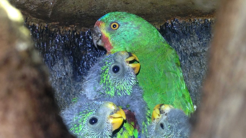 Mother swift parrot with chicks