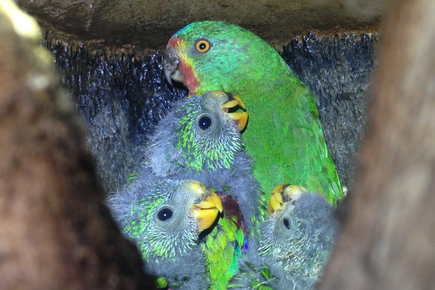 Mother swift parrot with chicks