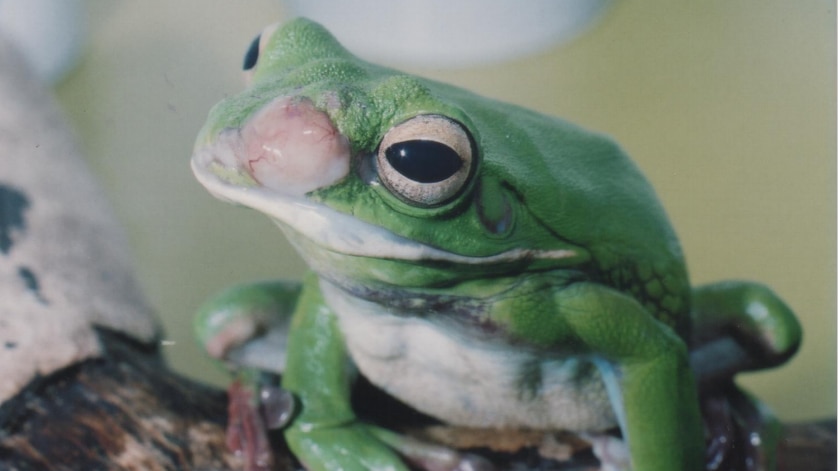 a frog with a white lump growing on its face