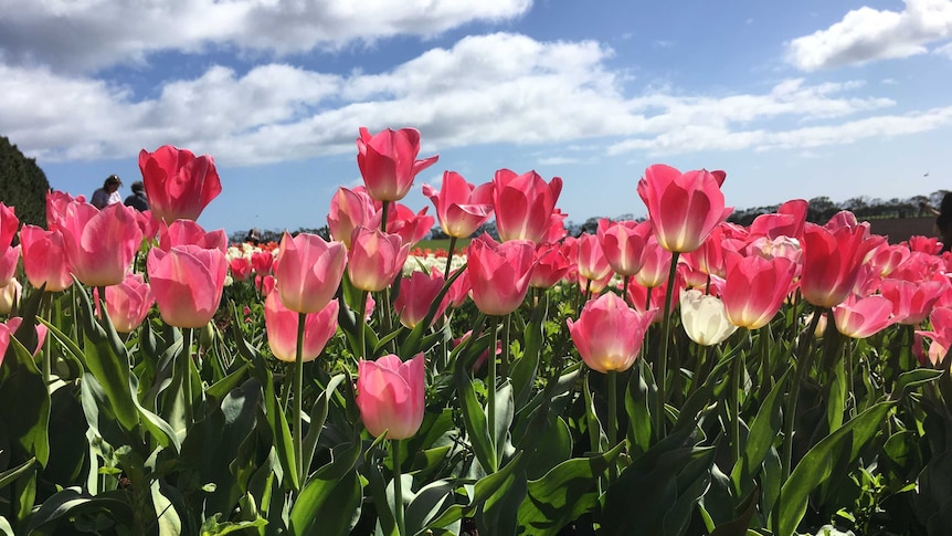 Pink tulips