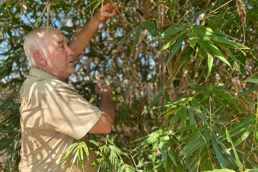 A middle aged white farmer looking into a tree