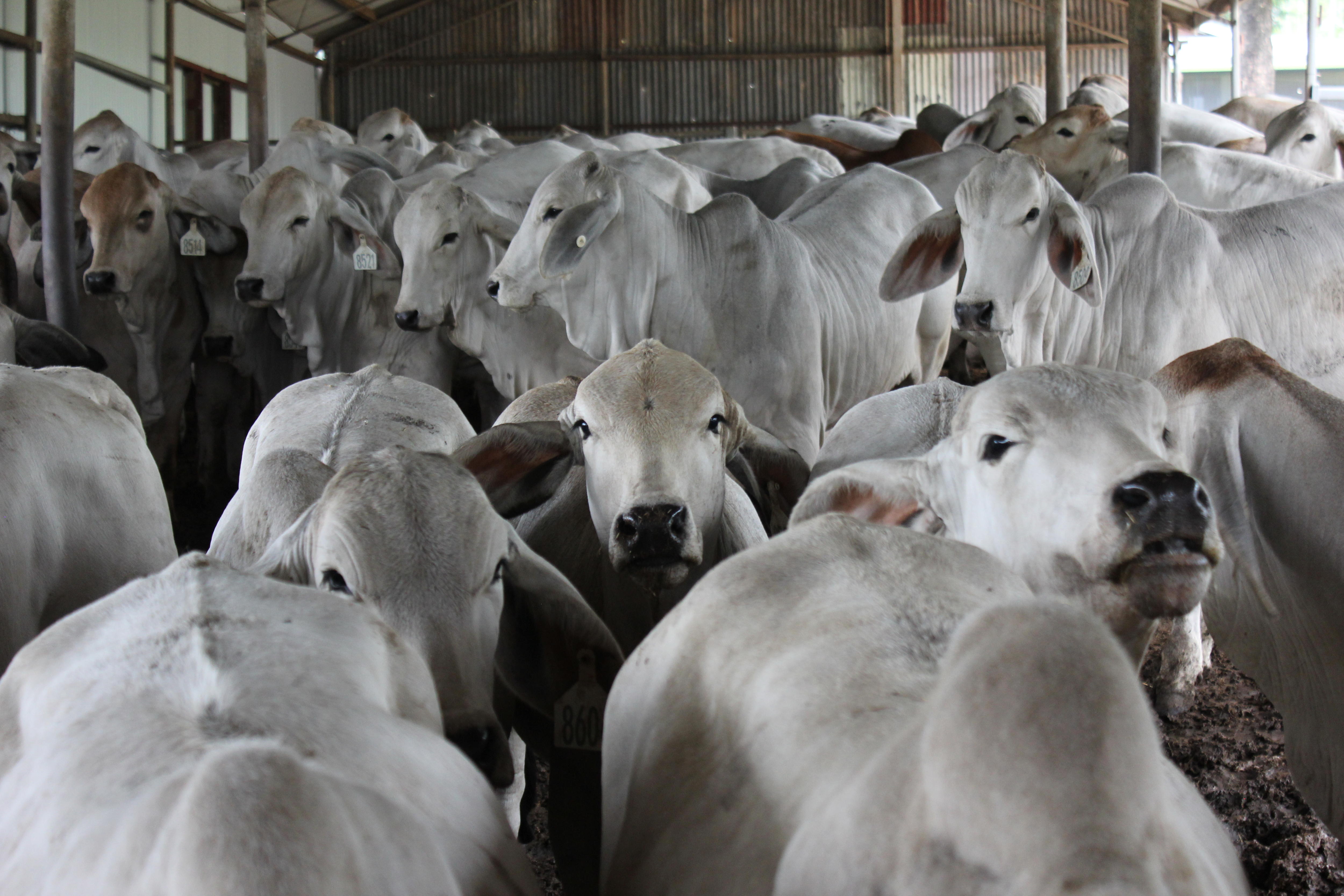 A herd of about 20 white cattle in a shed on a farm.