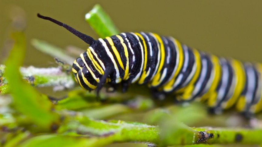 With black, white and bright yellow stripes, the monarch catterpillar eats it's way across a milk weed.
