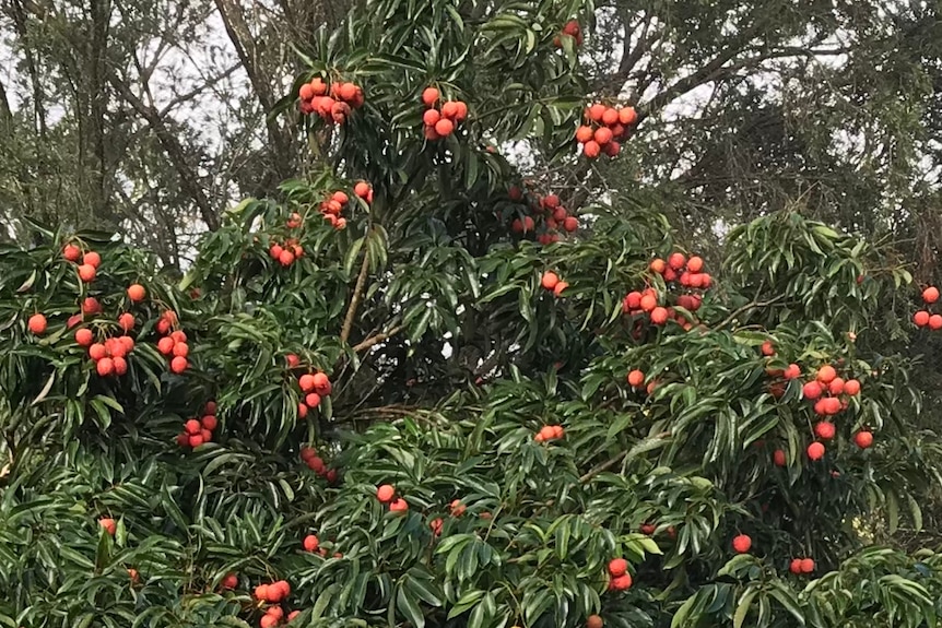 Bunches of red lychees on a tree